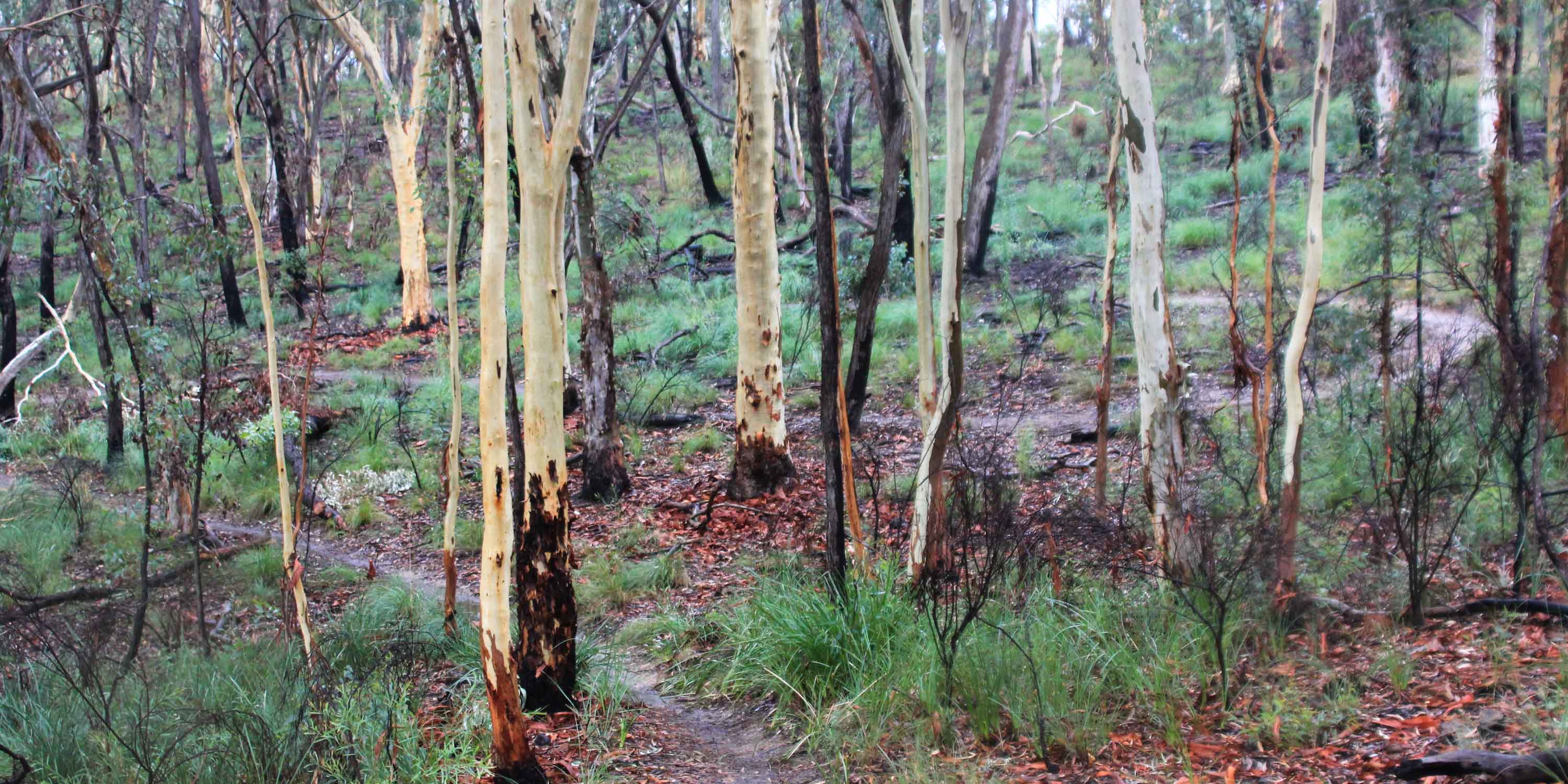 Trees at Bruce Ridge Canberra